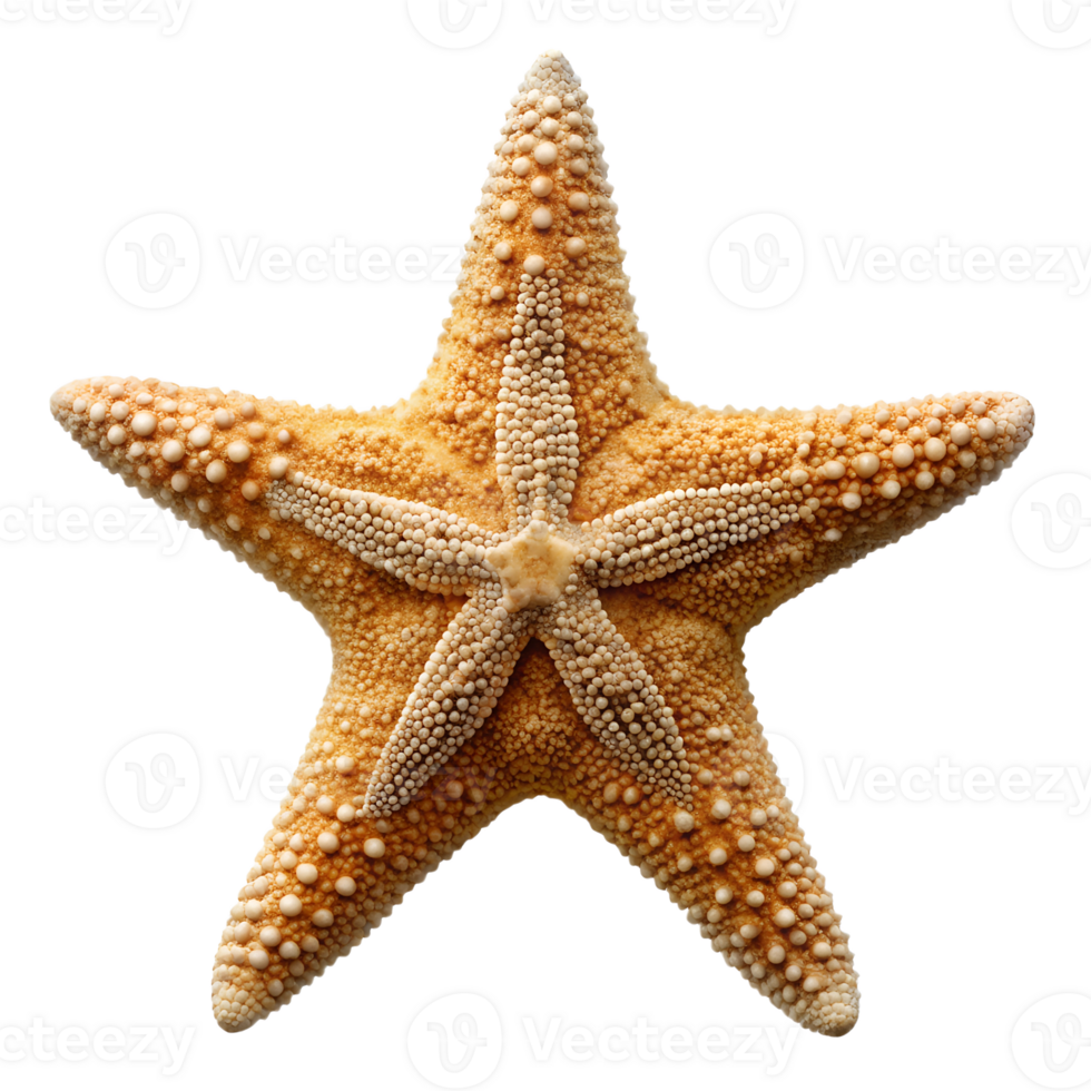 Starfish with bumpy texture and orange hue, isolated transparent png