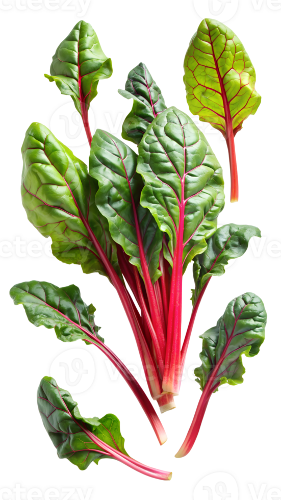 Fresh Swiss chard leaves with vibrant red stems, isolated transparent png