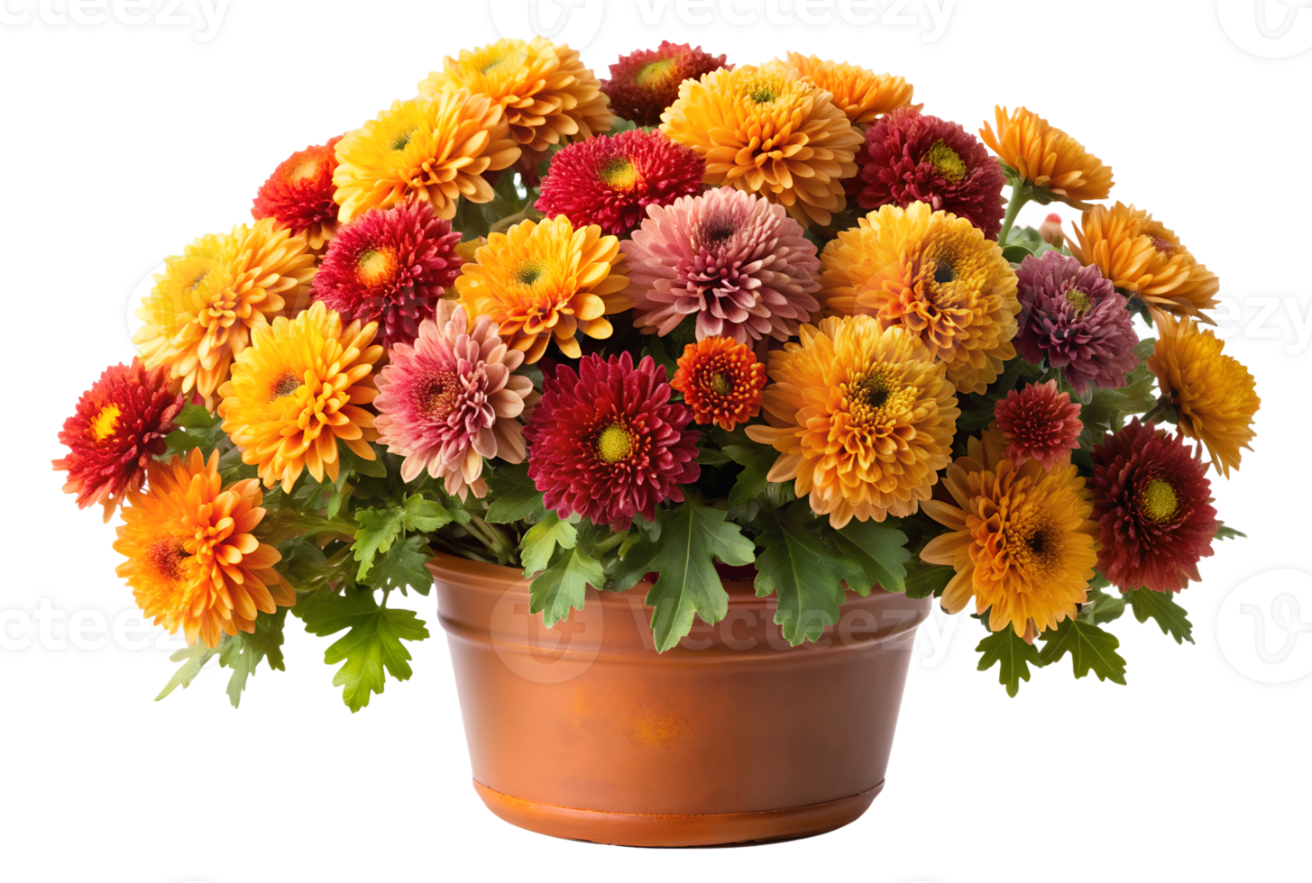 Golden and red chrysanthemums in a rustic terracotta pot, isolated transparent png