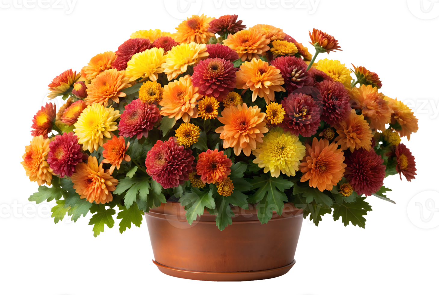 Lush chrysanthemum flowers in bright orange and yellow tones, isolated transparent png