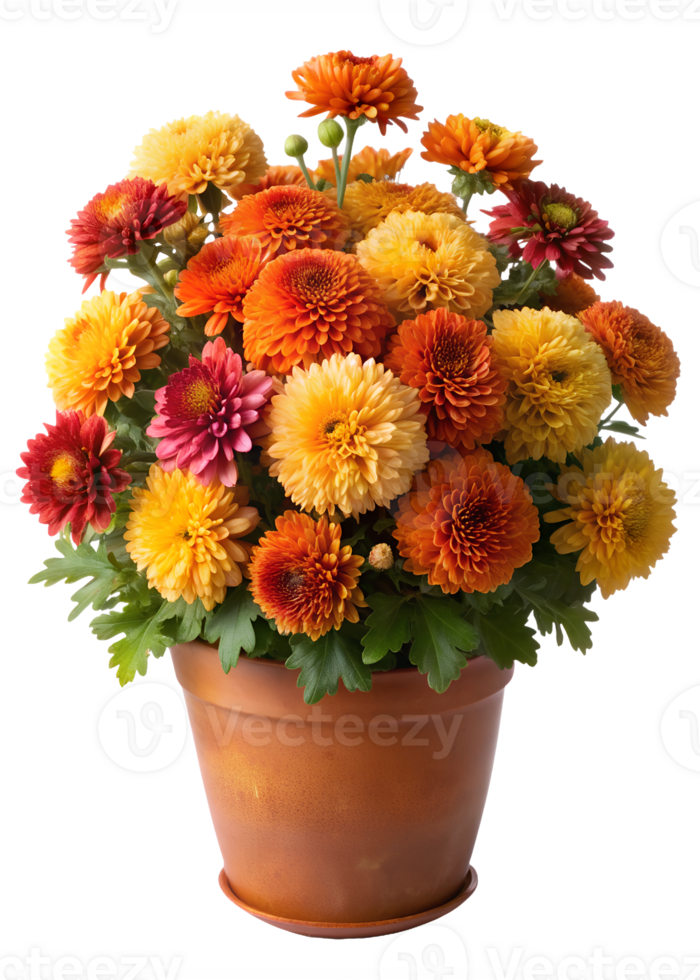 Colorful bouquet of orange and yellow chrysanthemums in terracotta pot, isolated transparent png