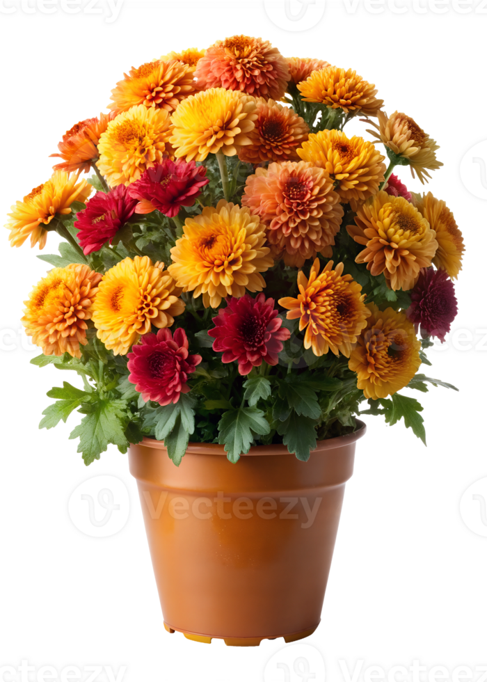 Vibrant chrysanthemums bouquet in terracotta pot, isolated transparent png
