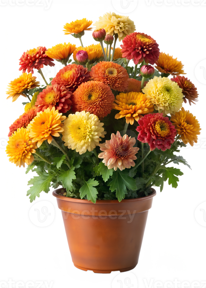 Bright pot of chrysanthemums in full bloom, isolated transparent png