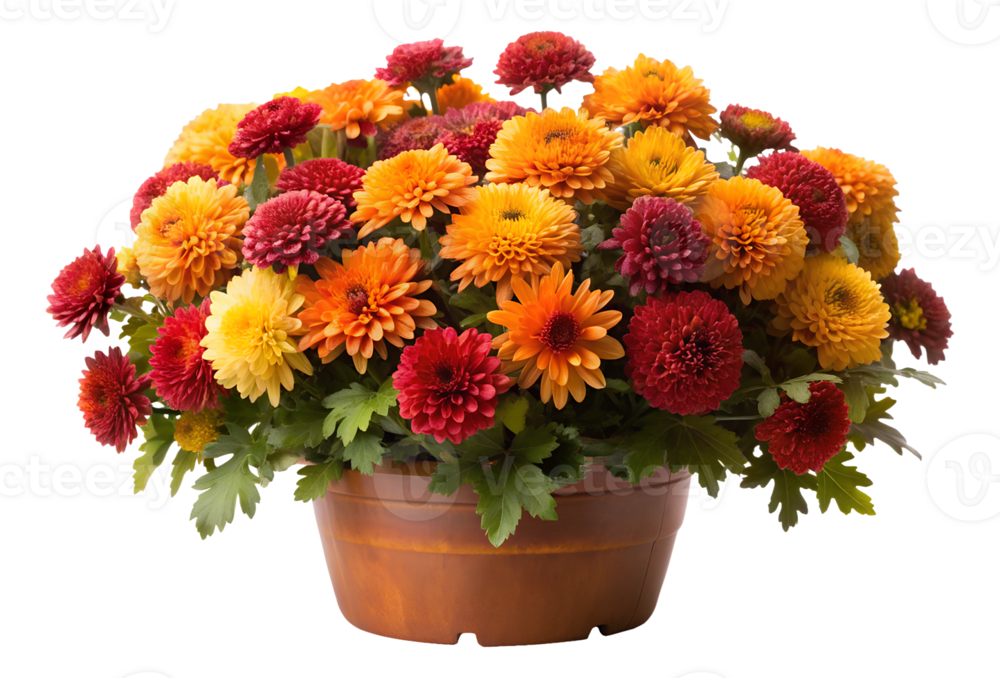 Bright chrysanthemum bouquet in orange and yellow shades, isolated transparent png