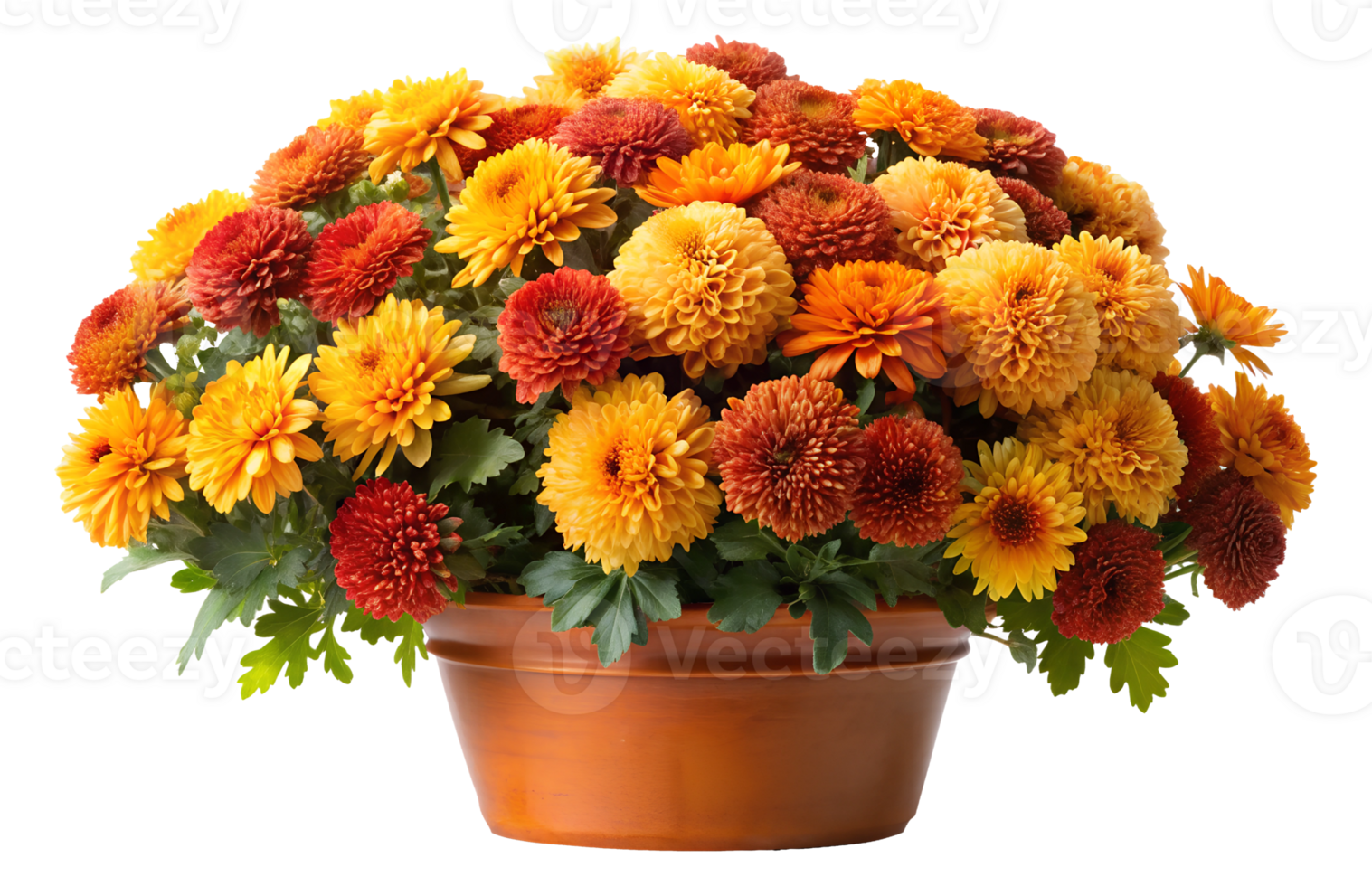 Vibrant orange and yellow chrysanthemum arrangement in a large pot, isolated transparent png
