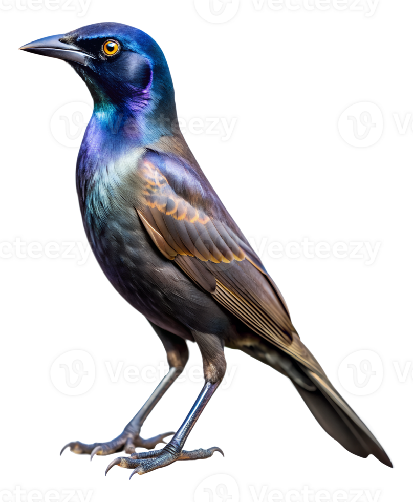 Vibrant glossy plumage of a common grackle bird, isolated transparent png