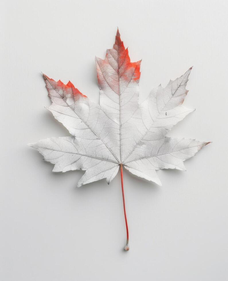White Maple Leaf With Subtle Orange Tint on Smooth Background photo