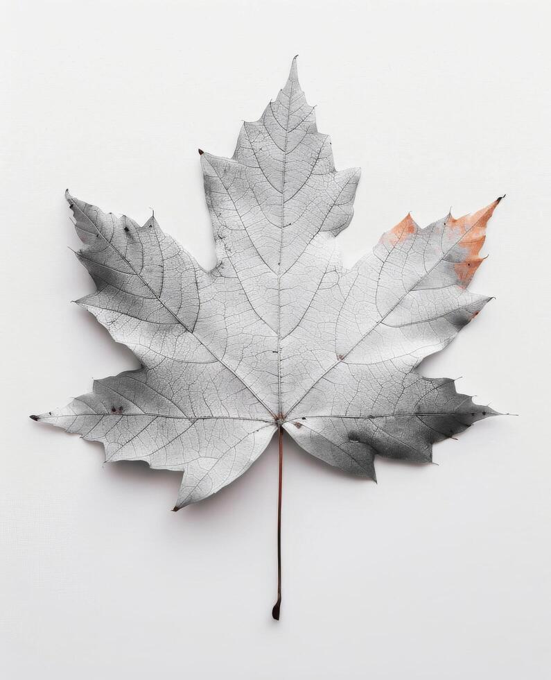 White Maple Leaf With Subtle Orange Tint on Smooth Background photo