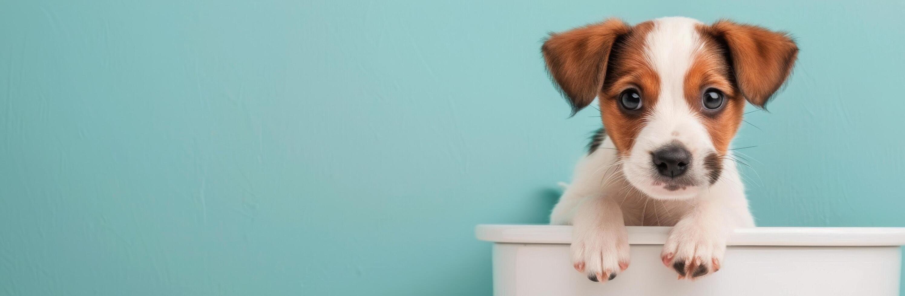 Playful Dog With Brown and White Fur in a Colorful Studio Setting photo