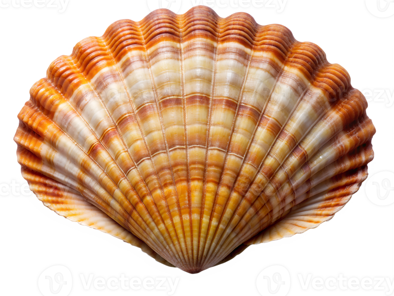 Scallop sea shell with vibrant orange stripes, isolated transparent png