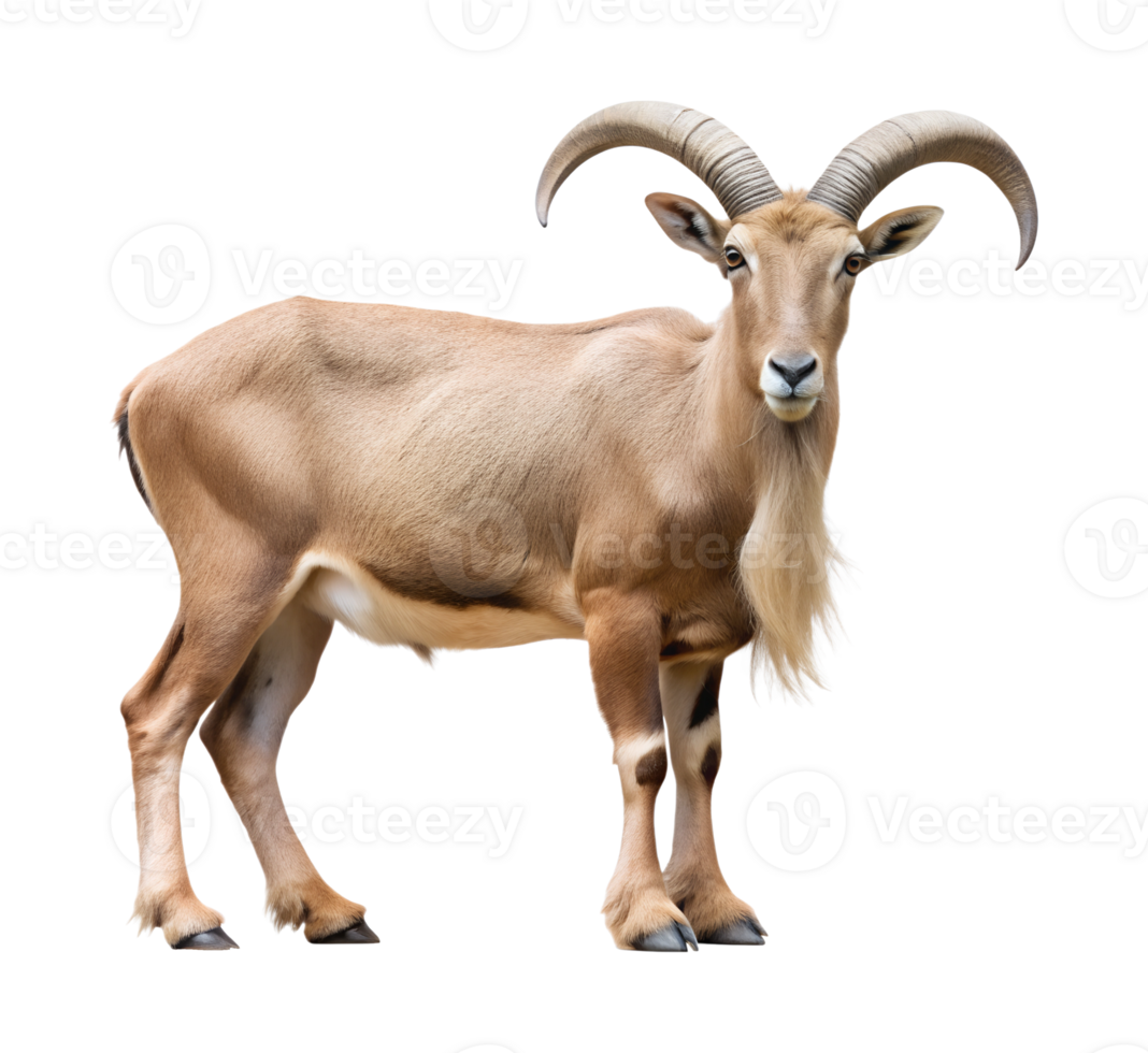 Wild aoudad sheep with distinctive horns, isolated transparent png