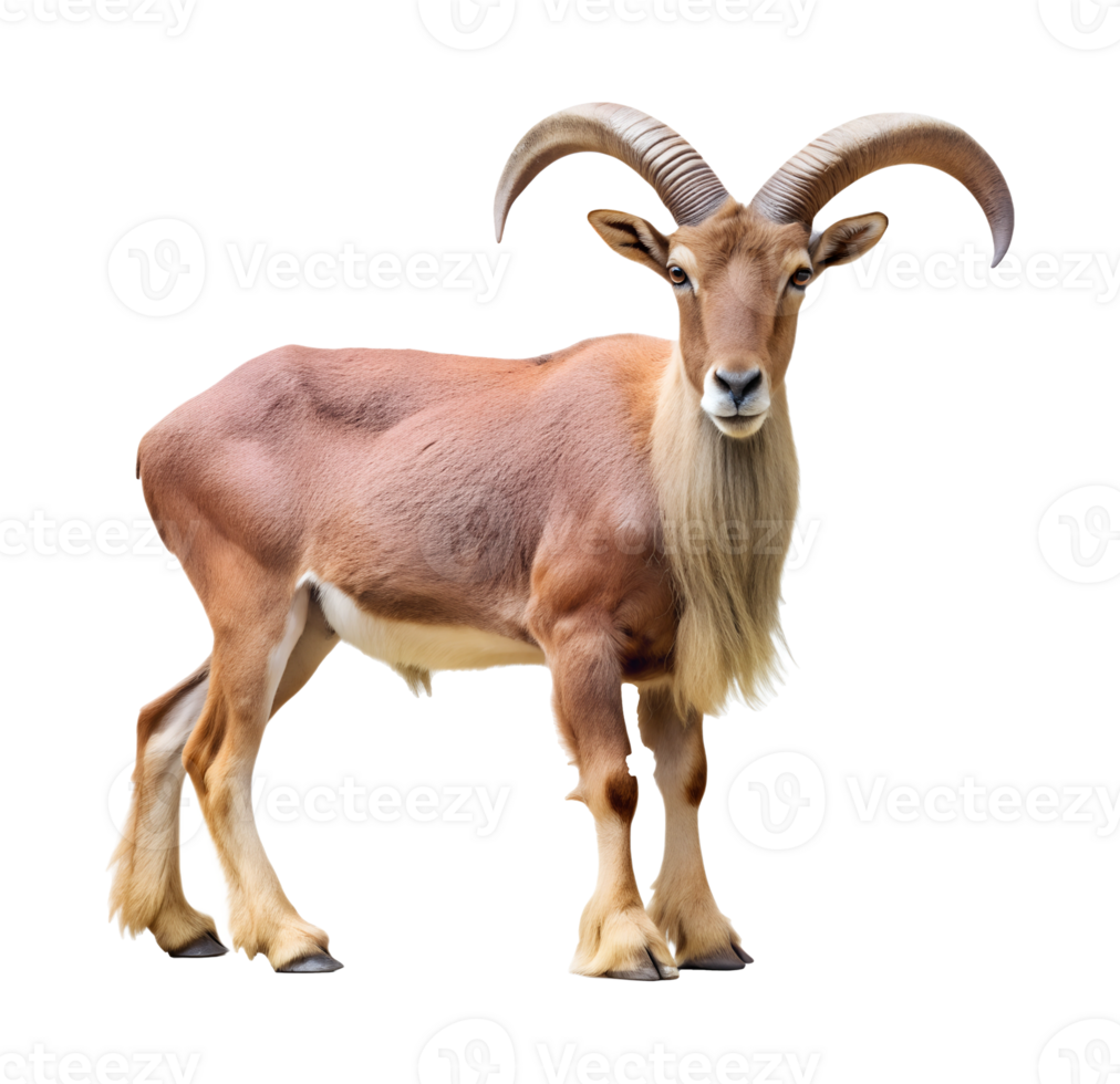 Barbary sheep with impressive curved horns, isolated transparent png