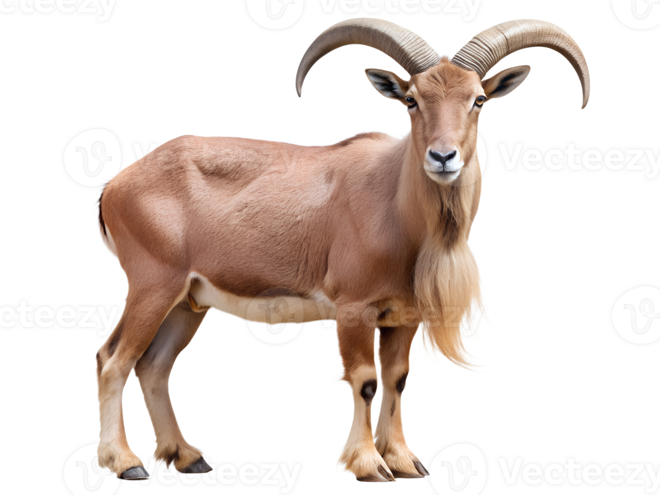 Majestic mountain goat with large curved horns, isolated transparent png