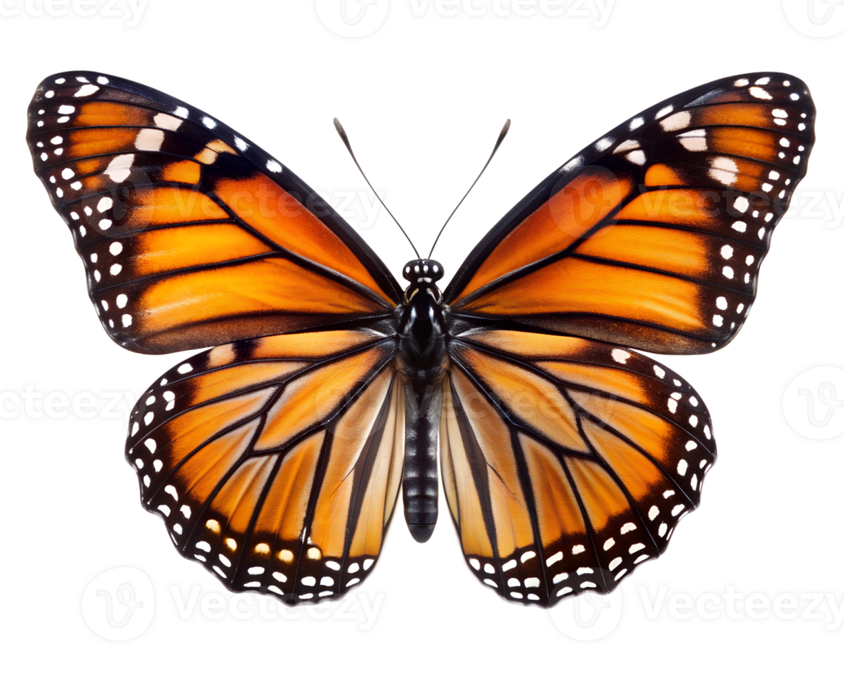 Monarch butterfly with open wings on white, isolated transparent png