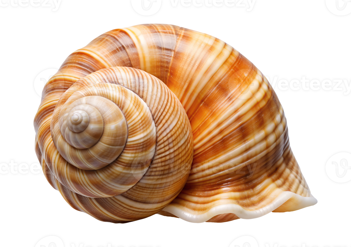 Spiral seashell with smooth orange stripes, isolated transparent png