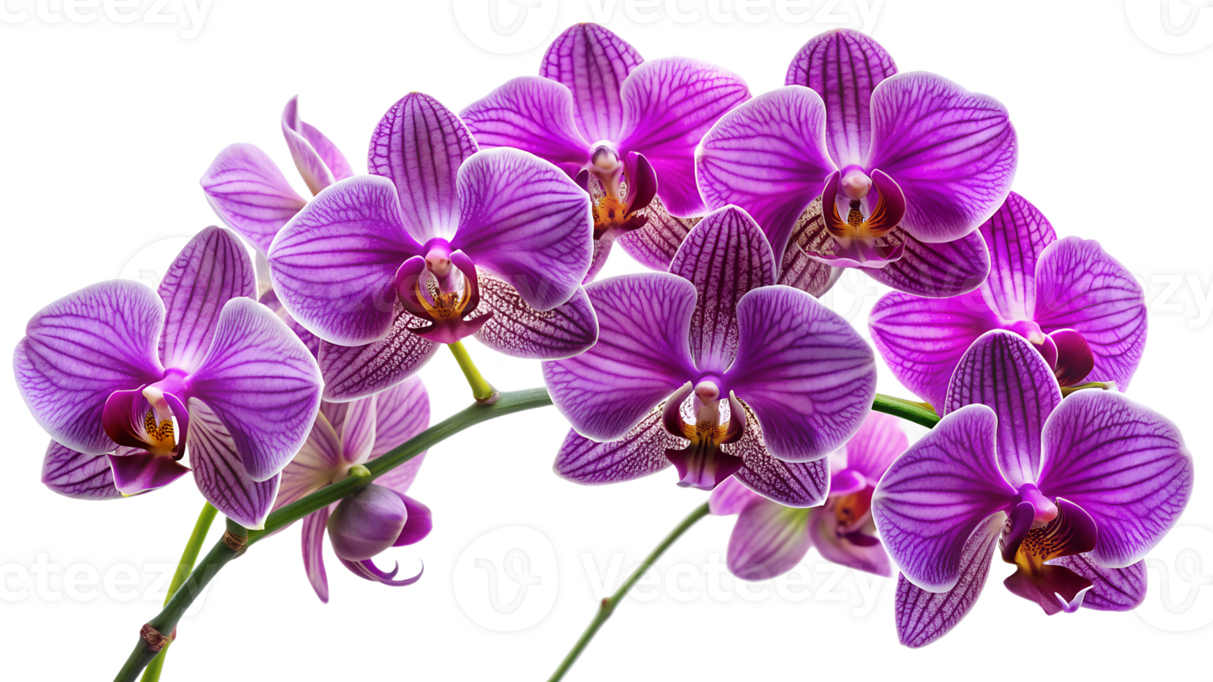 Branch of purple orchids with detailed petals, isolated transparent png
