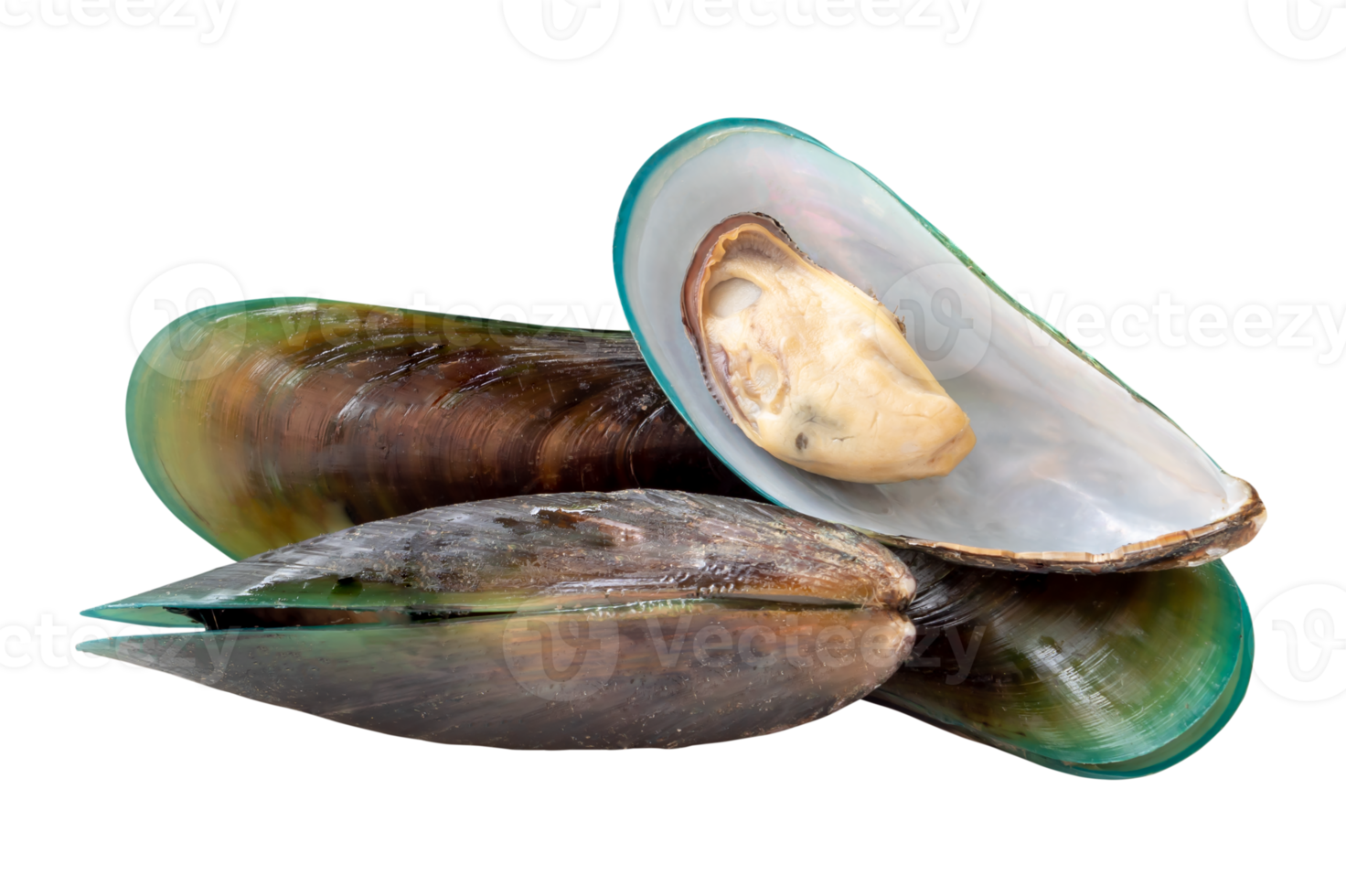 Front view of steamed or cooked green mussels in stack isolated with clipping path in file format png