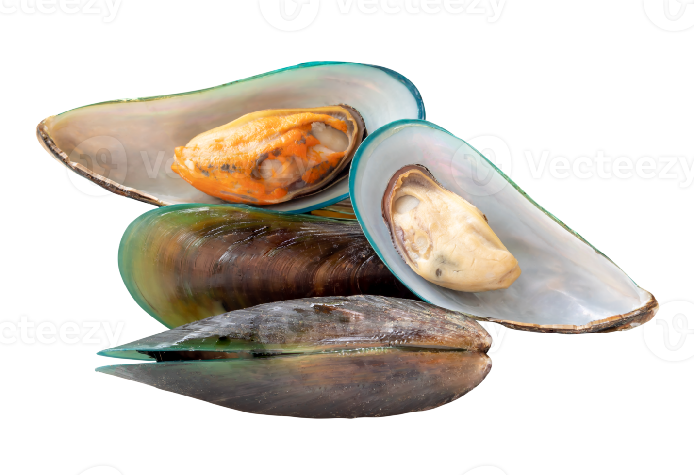Front view of steamed or cooked green mussels in stack isolated with clipping path in file format png