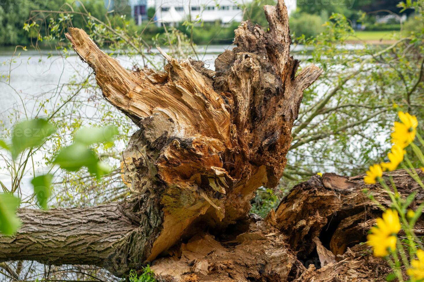 large tree trunk has fallen into the water the trunk is brown and has a rough texture photo