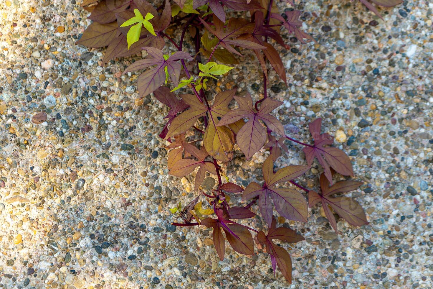 plant with red leaves is growing on a rocky surface photo