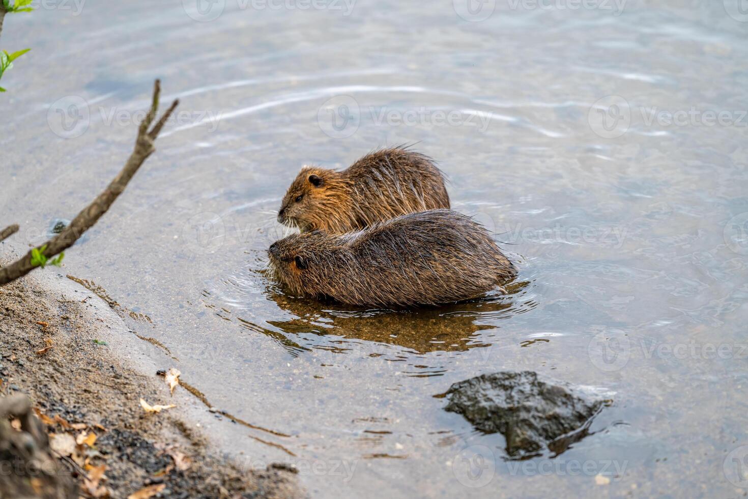 river nutria in the water near the shore in the wild photo