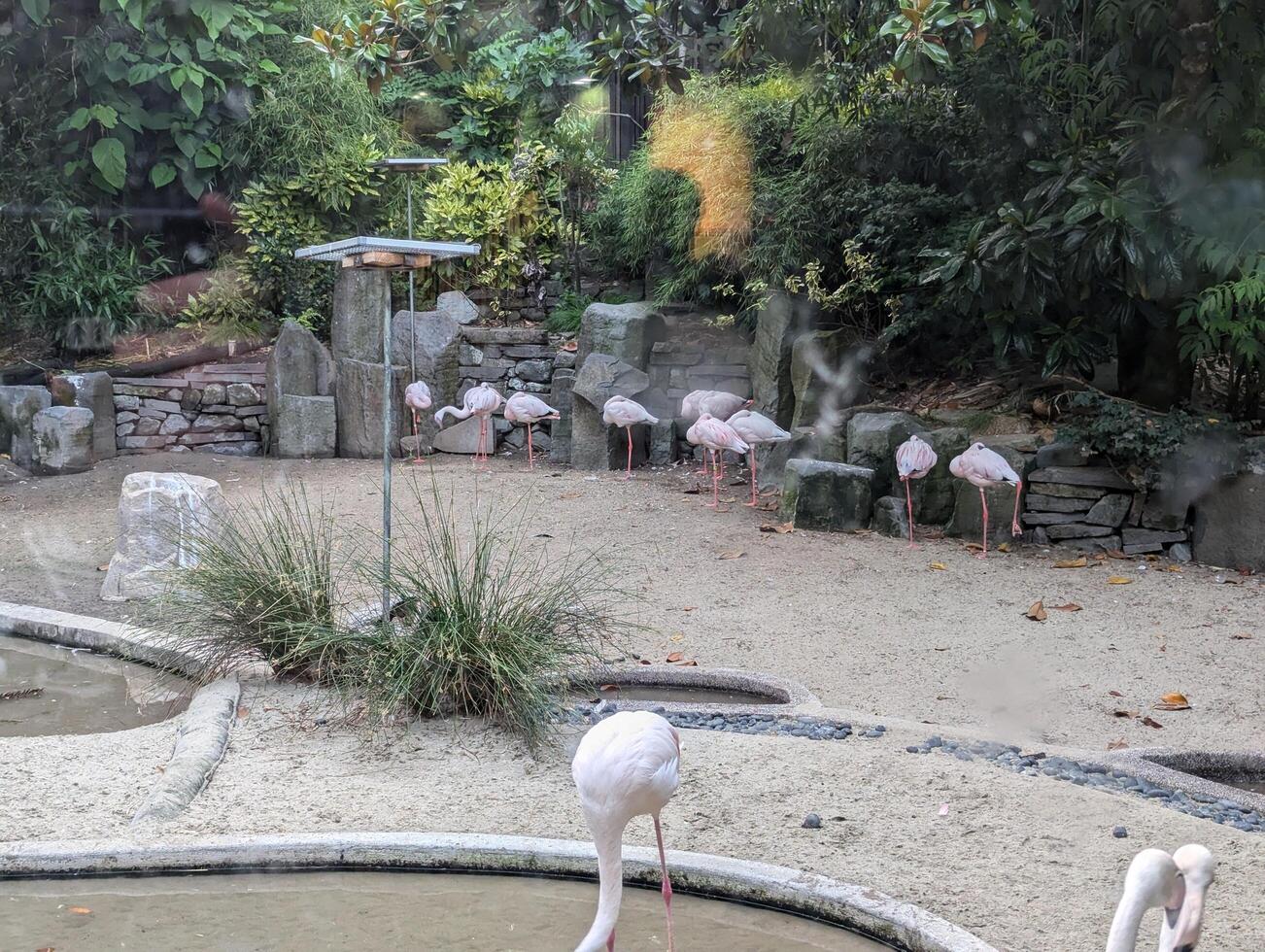 A group of flamingos standing in the water. Pink flamingos fish in polluted water photo