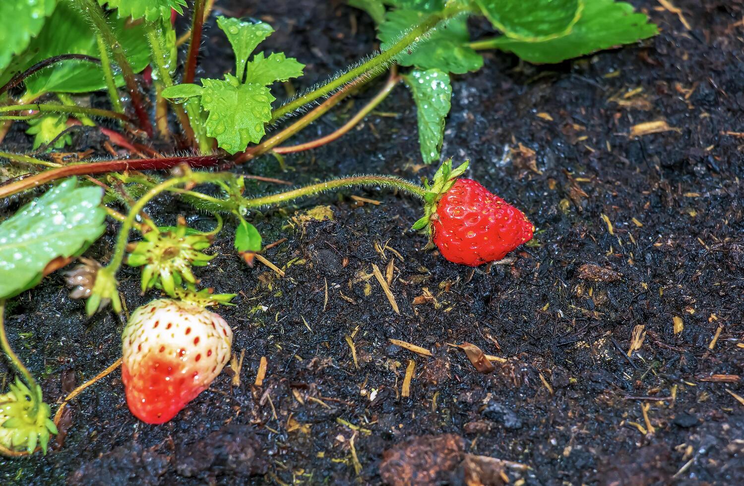 Close-up of a strawberry bush in spring photo