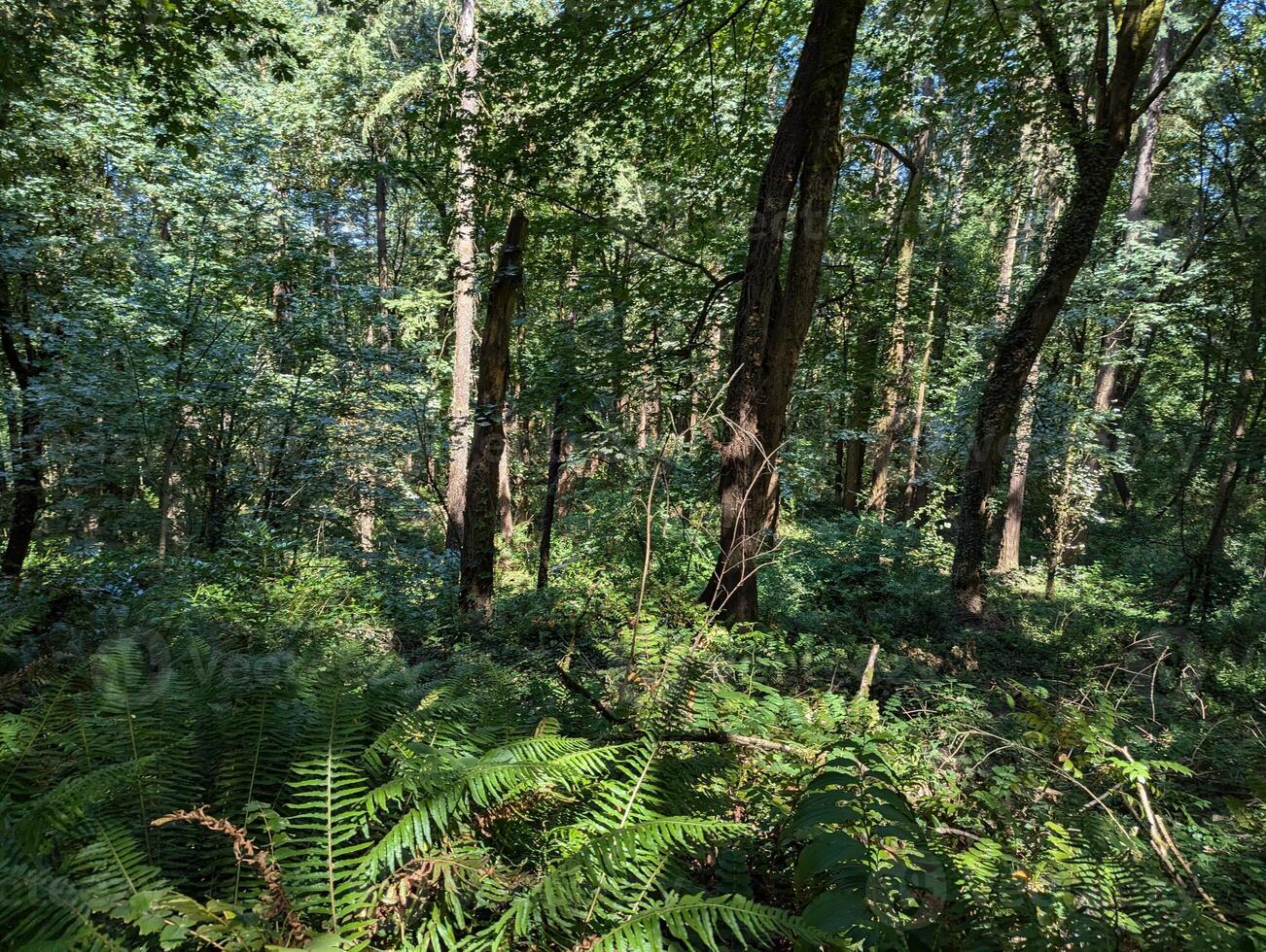 Scenes from a forest in Hoyt Arboretum in Forest Park in Washington Park in Portland, Oregon in the Pacific Northwest photo
