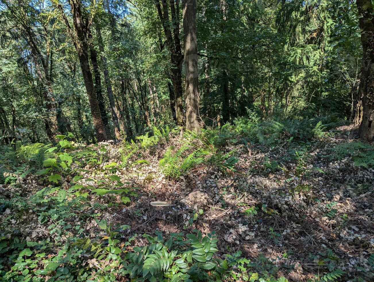 Scenes from a forest in Hoyt Arboretum in Forest Park in Washington Park in Portland, Oregon in the Pacific Northwest photo