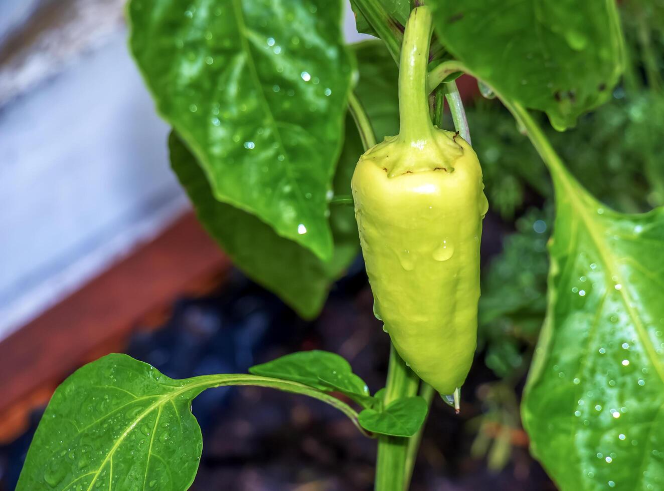 Bell pepper growing on a plant surrounded by leaves under sunlight. Capsicum annuum. Organic products concept photo