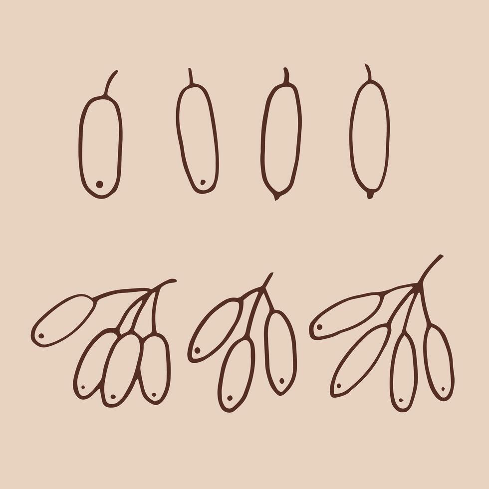 Set barberry berries. Hand drawn illustration in outline style. vector
