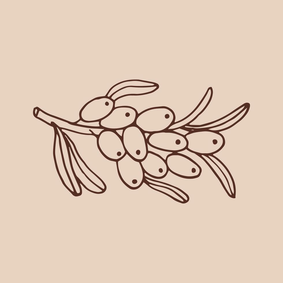 Sea buckthorn hand drawn illustration. Branch with berries, and leaves. vector