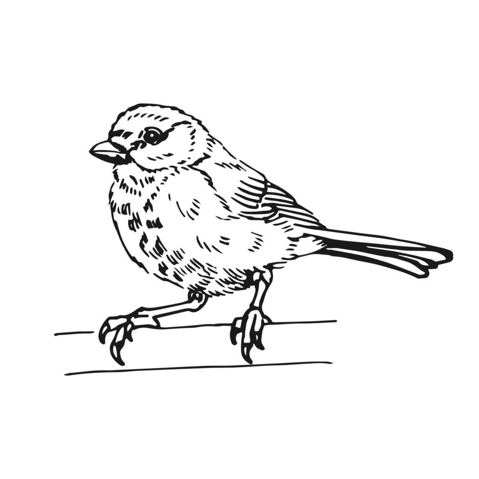 Titmouse. Hand drawn illustration ink style. vector