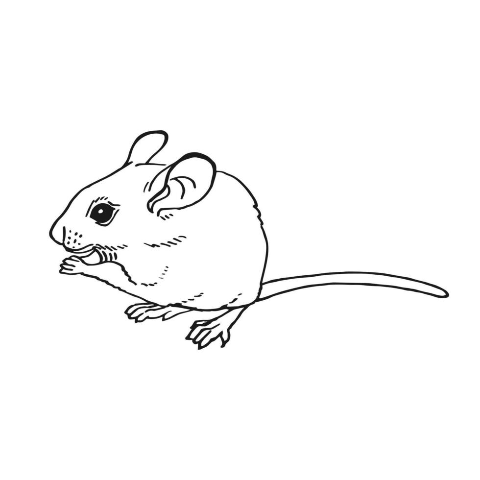 Mouse. Hand drawn illustration ink style. vector