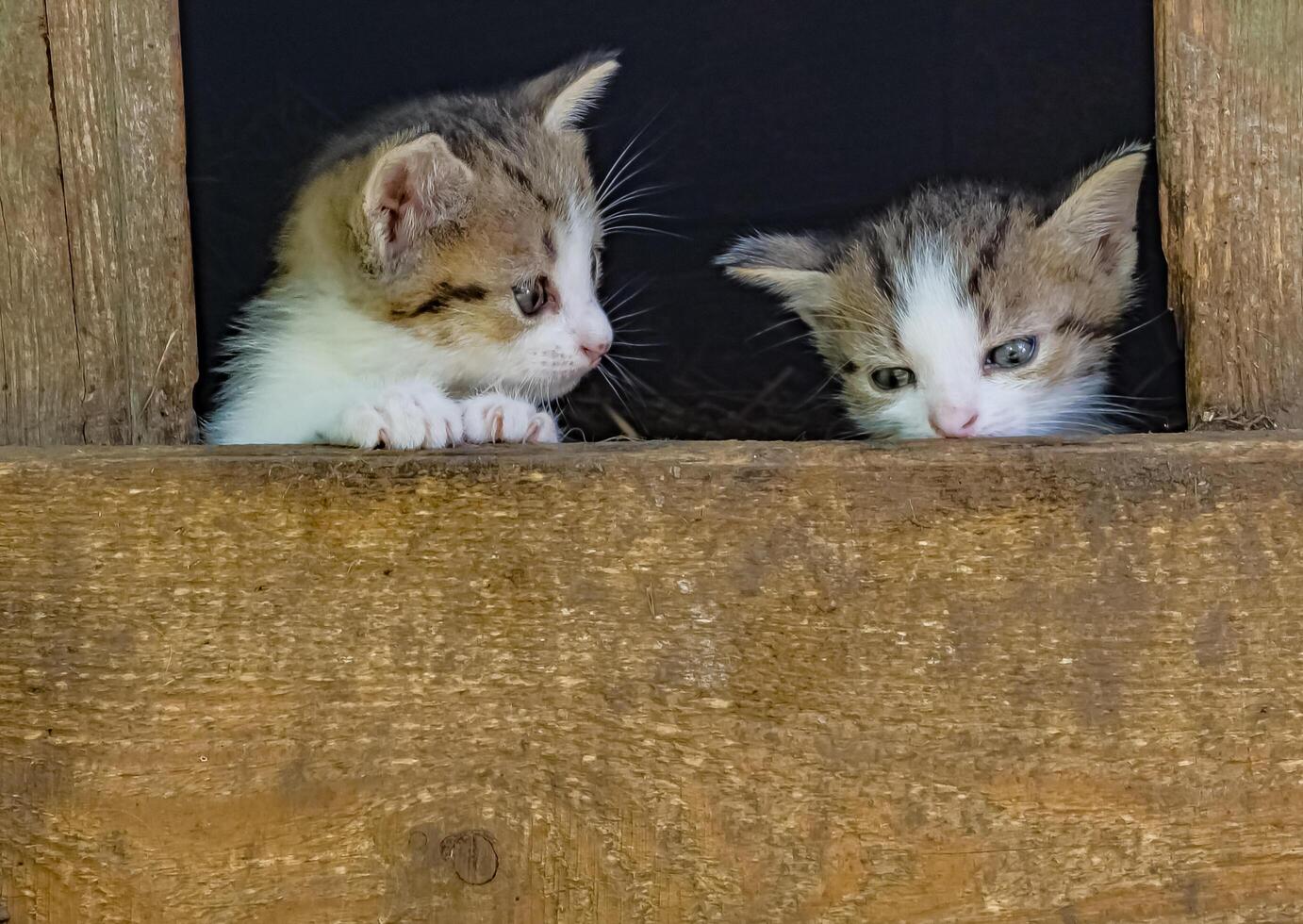 Two week-old kittens have just opened their eyes and are exploring everything around them photo