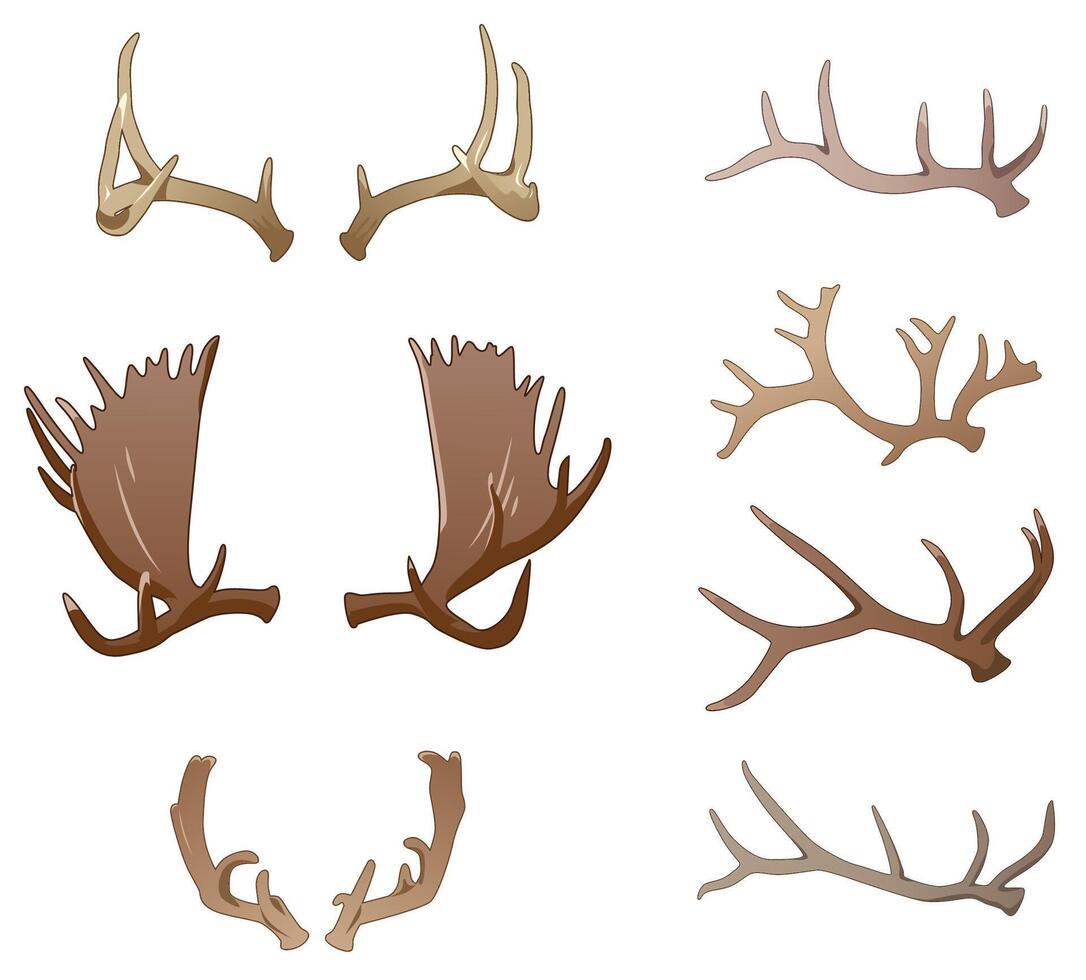 Colored antlers, front and side views vector