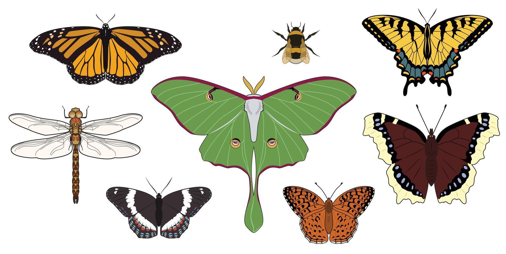 Full color detailed North American flying insects vector
