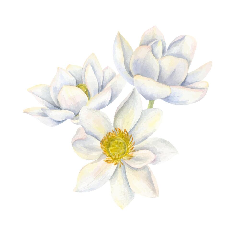 Bouquet of white lotus flowers. Blooming waterlily. Indian Lotus, Sacred Lotus for Diwali decor. Watercolor illustration for poster, cards, greeting, invitation. For wedding, birthday design vector