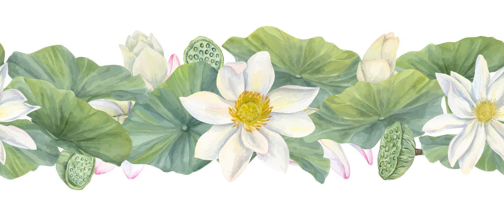 Blooming white and pink lotus flowers. Flowers and leaves. Water lily buds and seed pods. Indian lotus, green leaf. Watercolor illustration. Horizontal seamless banner. For package, celebration decor vector