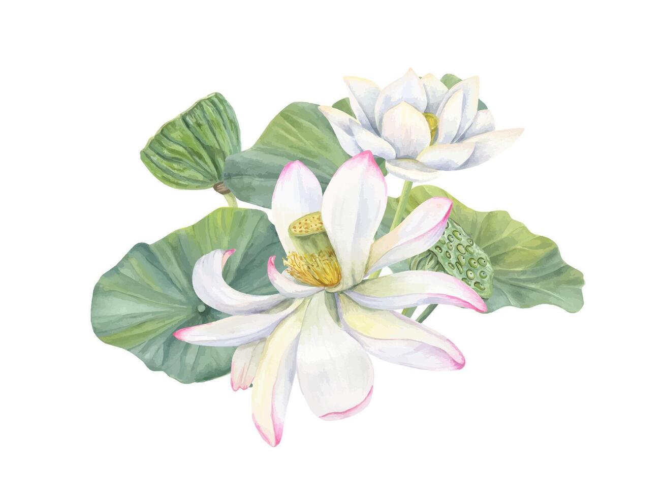Blooming white pink waterlily with seed head. Delicate petals and vibrant green leaves. Vibrant and colorful lotus bouquet. Tropical Asian plant. Watercolor illustration. For health product design vector