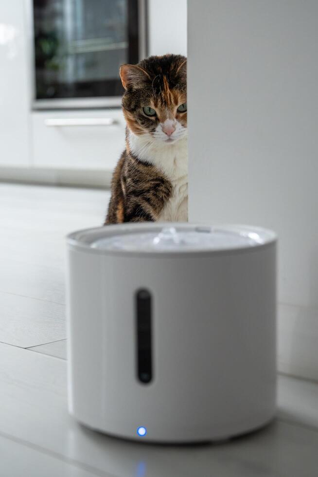 Curious cat looks at smart drinking fountain that owners bought him to prevent urinary tract disease photo