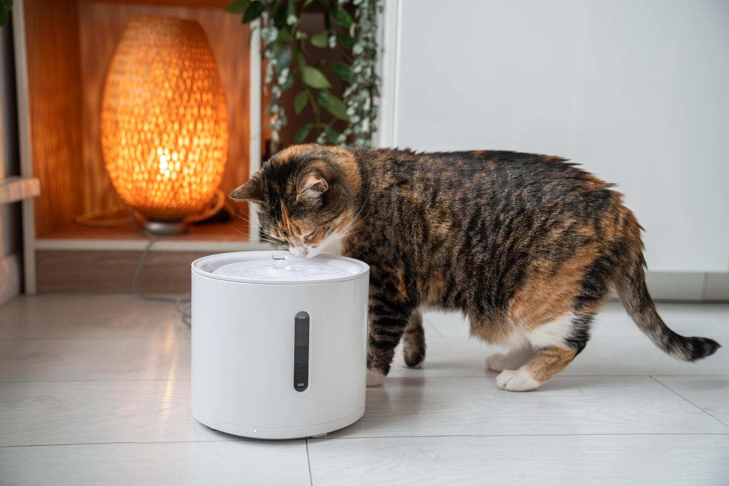 Cat drinking from automatic water dispenser. Smart pet drinker with mobile app connection. photo