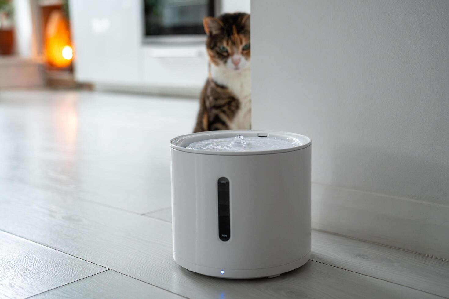 Curious cat looks at smart drinking fountain that owners bought him to prevent urinary tract disease photo