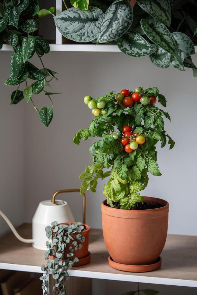 Homegrown small bush of balcony cherry red tomato in clay pot growing with houseplants at home photo