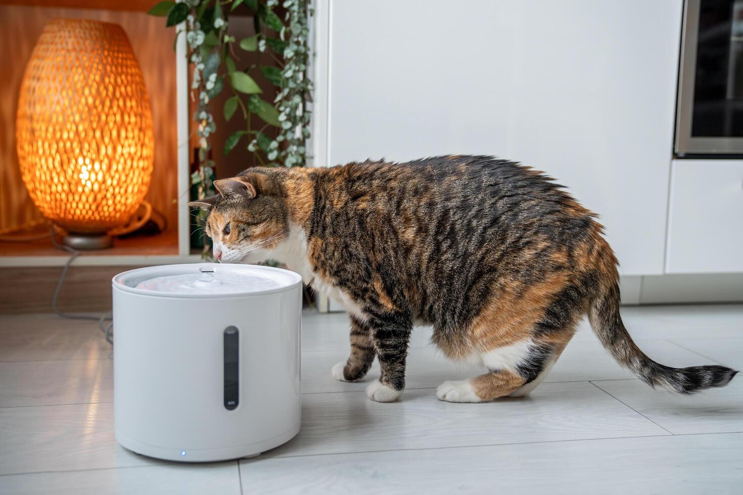 Cat drinking from automatic water dispenser. Smart pet drinker with mobile app connection. photo