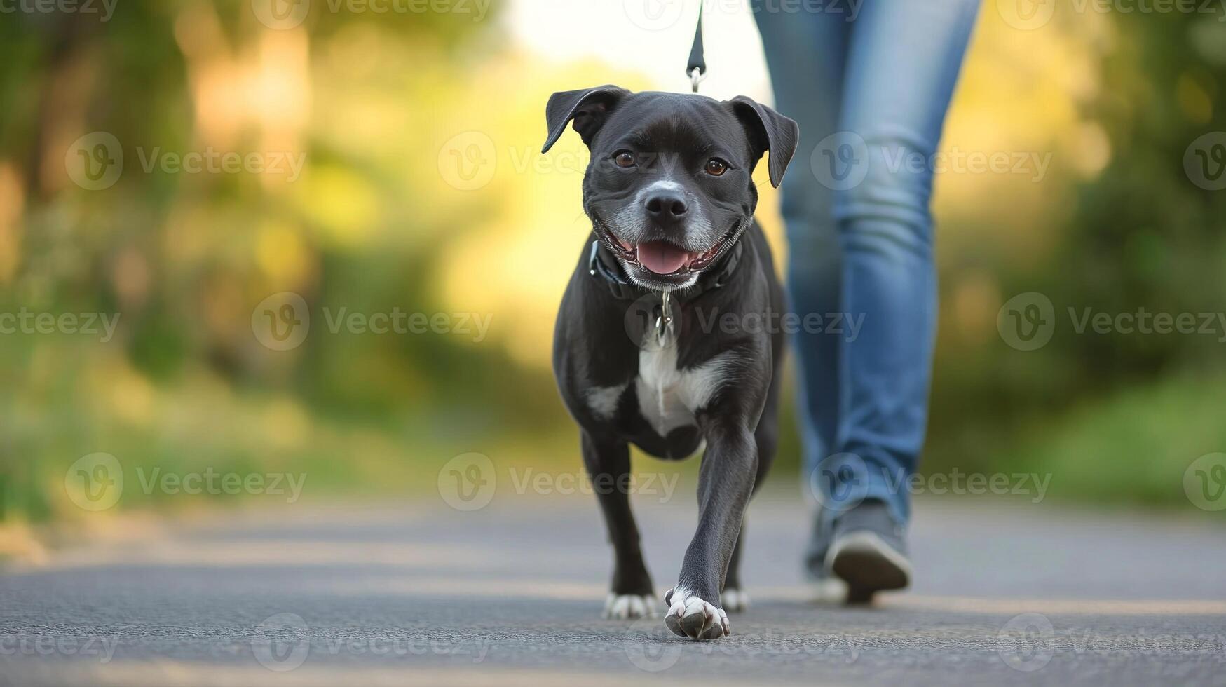A dog is walking on a sidewalk with a leash photo