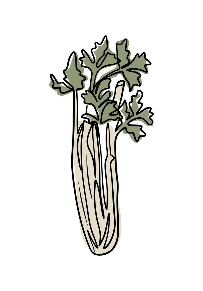 Vintage contour drawing of celery in boho style. Botanical single line retro drawing of green vegetable. Contour line outline composition isolated on white background. vector