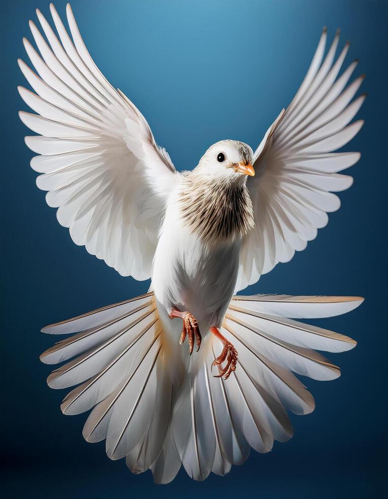white bird hovering, spreading the wings isolated on dark blue background. photo