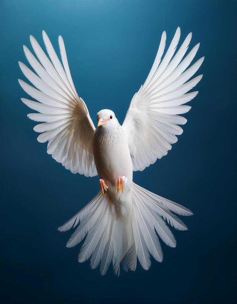 white bird hovering, spreading the wings isolated on dark blue background. photo