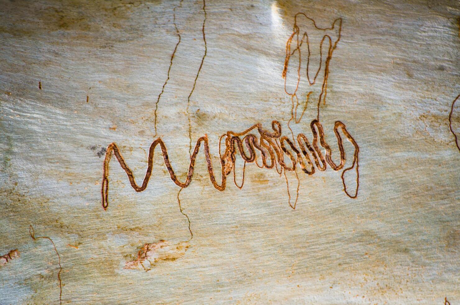 Natural abstract pattern on bark texture of eucalyptus tree with insect paths. photo